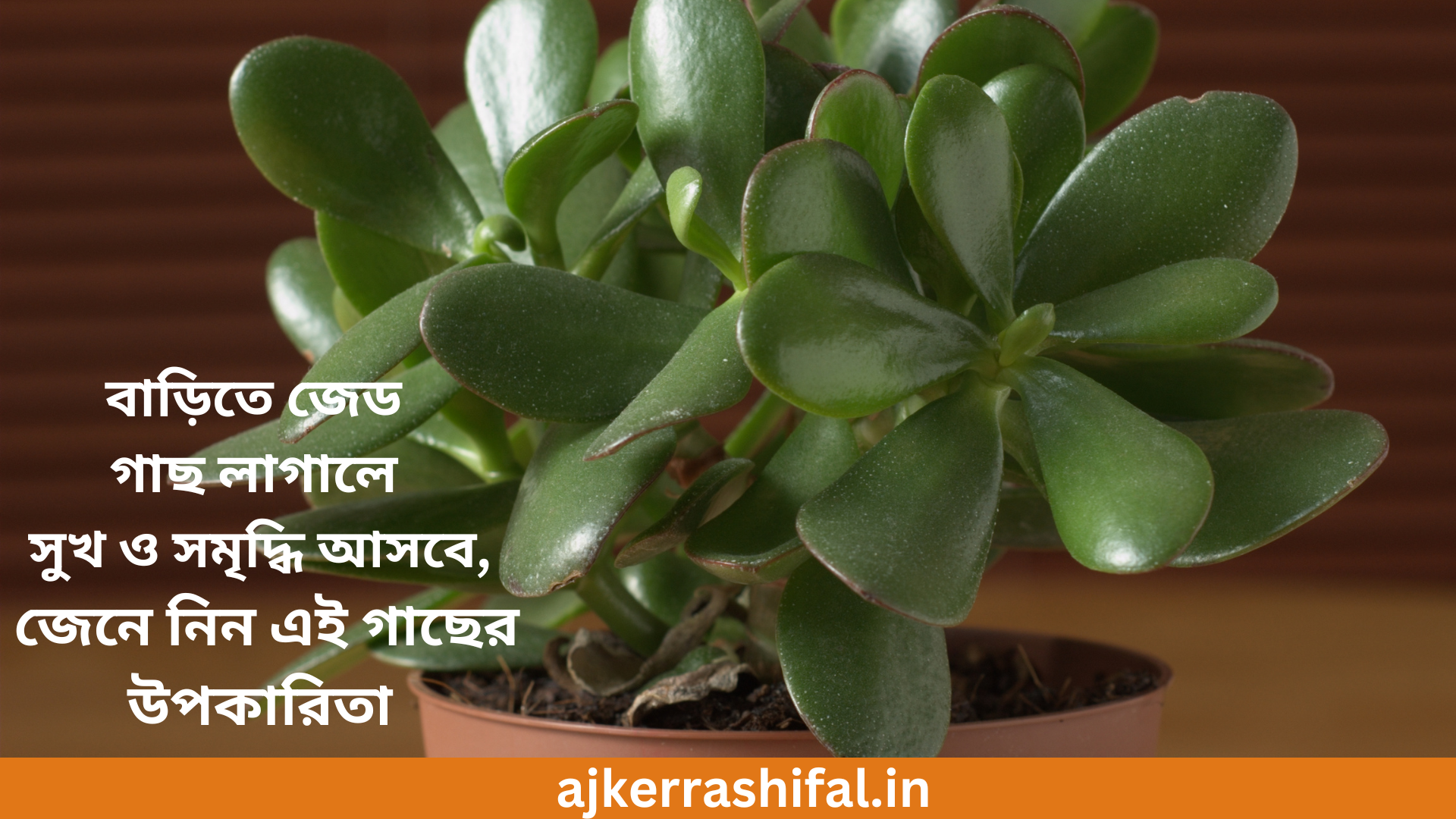 Benefits Of Jade Plants In Bengali : বাড়িতে জেড গাছ লাগালে সুখ ও সমৃদ্ধি আসবে, জেনে নিন এই গাছের উপকারিতা