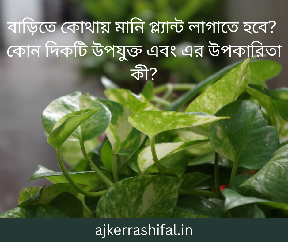 Money Plant Er Sothik Dik : বাড়িতে কোথায় মানি প্ল্যান্ট লাগাতে হবে? কোন দিকটি উপযুক্ত এবং এর উপকারিতা কী?